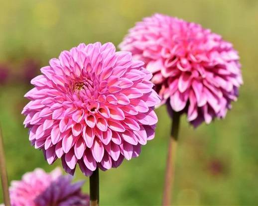 Pink dahlia flowers two